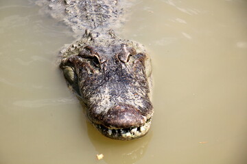 A crocodile lives in a nursery in northern Israel.