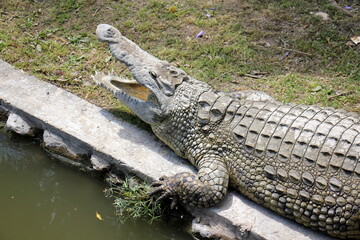 A crocodile lives in a nursery in northern Israel.