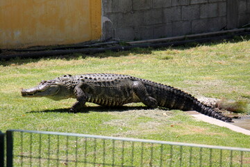 A crocodile lives in a nursery in northern Israel.