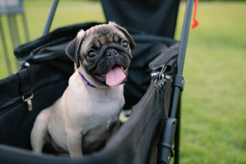 A cute little pug is sitting in a stroller