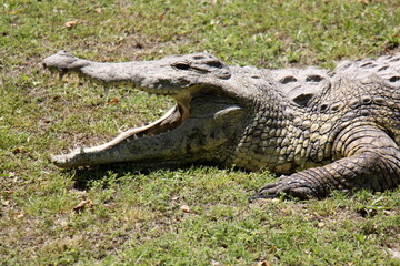 A crocodile lives in a nursery in northern Israel.