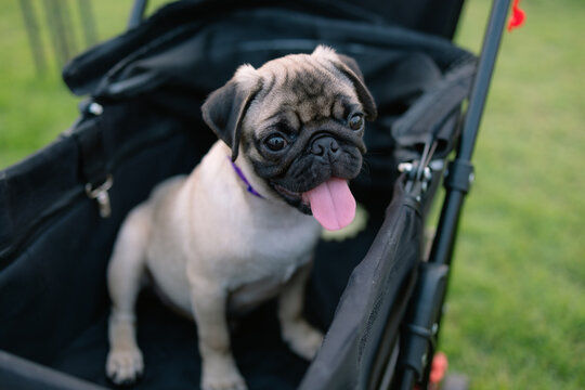 A small pug dog is sitting in a stroller
