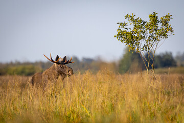 The moose (elk), Alces alces, Biebrzanski National Park, Poland.