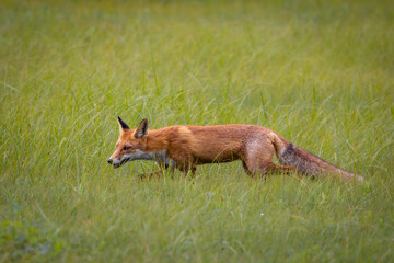 Red fox Vulpes vulpes. A fox in a meadow. Wild young fox. Close up.