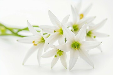 a bunch of white flowers on a white surface