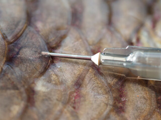 fish inject.Fish farm. Medical care