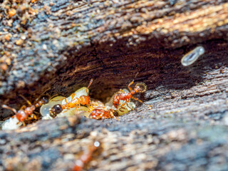 Close up of red imported fire ants take care their eggs