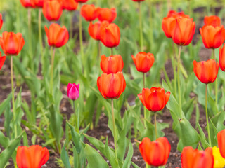 Colorful red tulips blossom in spring garden