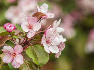 Fresh pink flowers of a blossoming apple tree with blured background