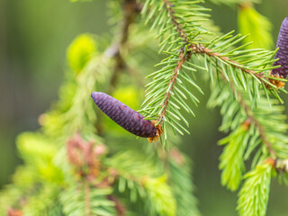 A young female cone of ordinary spruce, it is pink and its scales invitingly open in anticipation of pollen. Young cones of a Blue Spruce.