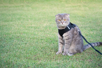 A gray scottish fold cat sitting on green grass with copy space and looking at the camera