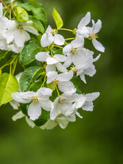White blossoming apple trees in the sunset light. Spring season, spring colors.