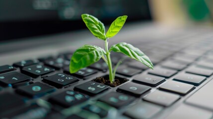 Keyboard from which a small green plant grows, sustainability and environmental awareness in the office / home office, 16:9