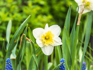 Delicate terry white-yellow narcissus flower close-up on a flower bed. Spring flowers primroses are...