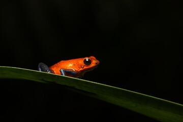 RED POISONOUS DART FROG