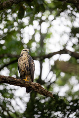 COMMON BLACK HAWK