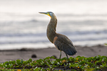 TIGER HERON