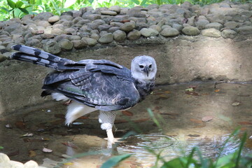 Fototapeta premium Gamboa, Panama natural settings and wildlife. Harpy Eagle at his finest.