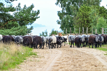 Heidschnucken Schafe und Ziegen ziehen mit ihrem Schäfer zur Landschaftspflege durch die Lüneburger Heide bei Undeloh, Niedersachsen, Deutschland