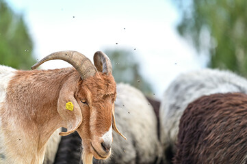 Heidschnucken Schafe und Ziegen ziehen mit ihrem Schäfer zur Landschaftspflege durch die...