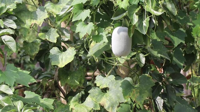 Ash gourd or known as winter melon growing in the vine waving through the winds on a vegetable garden