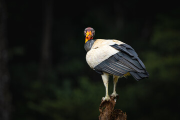 KING VULTURE