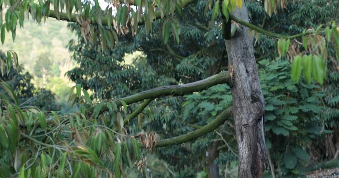 durian tree in the plantations,Durian disease ,in the durian garden