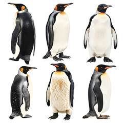 Clipart illustration featuring a various of penguin on white background. Suitable for crafting and digital design projects.[A-0003]