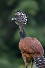 GREAT CURASSOW
