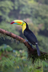 KEEL-BILLED TOUCAN