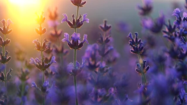 Blooming lavender field sunset. Selective focus. Lavender flower spring background with beautiful purple colors and bokeh lights. Provence, France. Close up.