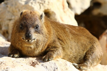 The hyrax lies on hot stones heated by the sun.