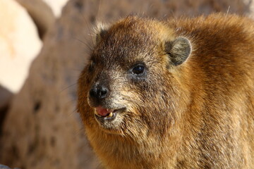 The hyrax lies on hot stones heated by the sun.