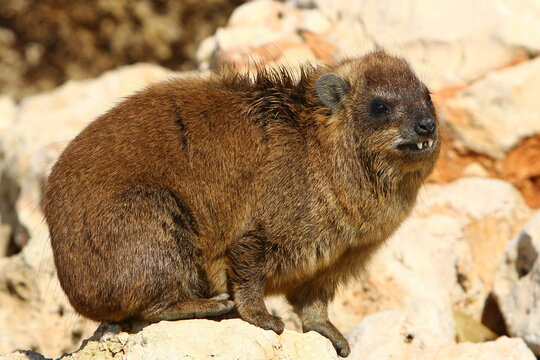 The hyrax lies on hot stones heated by the sun.
