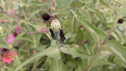 Black Bug on top of plant