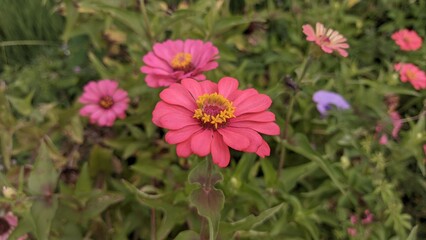 Fototapeta premium pink cosmos flowers