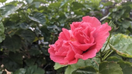 pink hibiscus rosa  flower