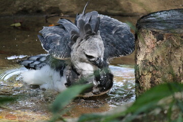 Gamboa, Panama natural settings and wildlife. Harpy Eagle at his finest.