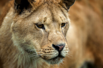 Close up lion portrait. Animal wild predators in natural environment - 786836109