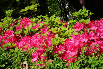 azaleas