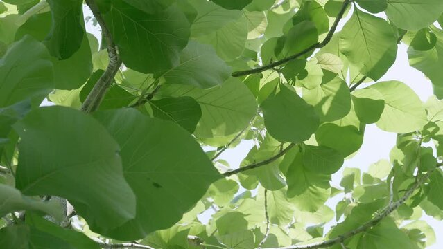 Wide leaves of a a banyan tree swaying gently in the wind at a park in Samut Prakan province in Thailand.