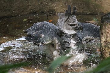 Gamboa, Panama natural settings and wildlife. Harpy Eagle at his finest.