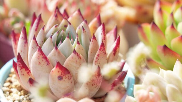 寒さと太陽光によってカラフルになった多肉植物エケベリア