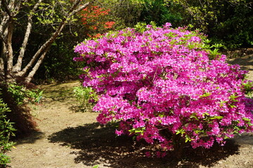 Fototapeta premium azaleas