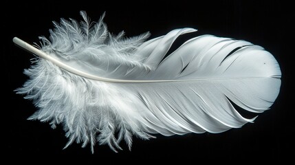 Obraz premium Soft White Feather Isolated on Black Backdrop