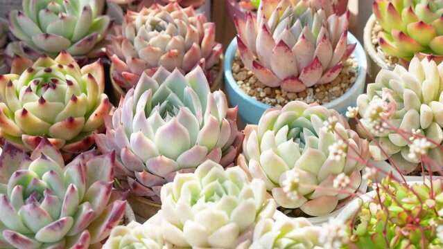 寒さと太陽光によってカラフルになった多肉植物エケベリア