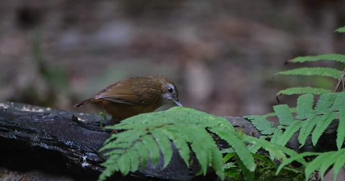 Foraging on worms on a wet log covered with some fern fronds, Abbott's Babbler Malacocincla abbotti, Thailand