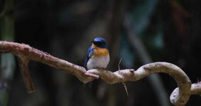Looking towards the camera and around seen perched on a spiral vine, Indochinese Blue Flycatcher Cyornis sumatrensis Male, Thailand