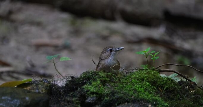 Seen behind a mossy mound chirping and looking around, Abbott's Babbler Malacocincla abbotti, Thailand