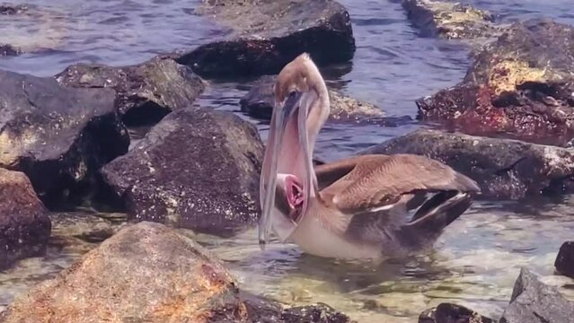 Brown Pelican eat fish scooping up in their expandable throat pouch, Los Roques Venezuela